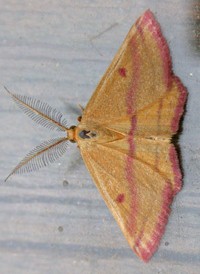 Chickweed Geometer Chickweed Geometer